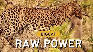 Raw Power | Watch as a Leopard Takes Down its Prey in the Wild #pannanationalpark #mptourism #viral