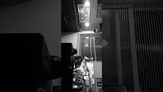 Yellow Fox Studio