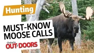Must-Know Moose Calls
