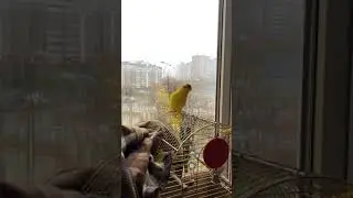 Попугай какарик чирикает