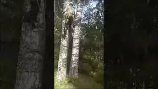 пилим 2 березки