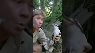 Steve ensures that every member of the zoo family gets along!