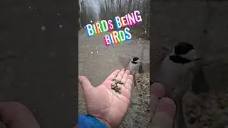 Slow Mo Birb Hugs: The Cutest Way to Start Your Day! #birdkisses #wholesome  #shorts #youtubeshorts