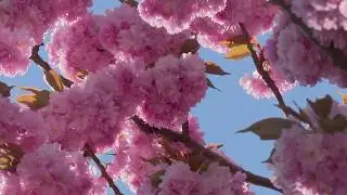You-Tube videos by Dennis Herzog are small nature videos