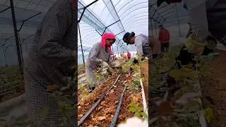 Rose Farming Techniques 