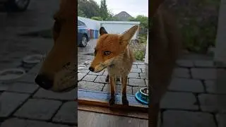 Getting Extra Chicken Since She Was A Wee Bit Nervous Of The Thunder