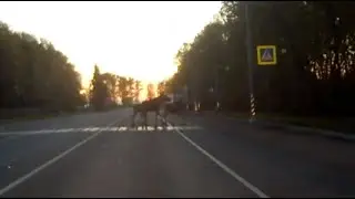 Три Лося 20 05 2020