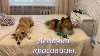 Девочки красавицы