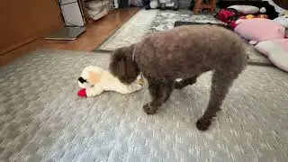 Cute doggy playing with her new toy lampchop 
