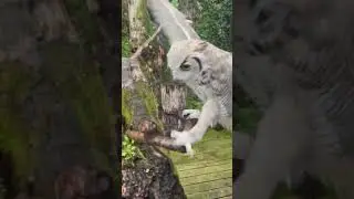 Owl Gets Excited For Food - 1531094