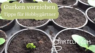 Gurken vorziehen - Fünf Tipps vom Gärtner