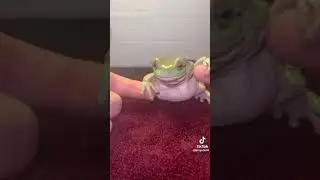 KING JULIO THE FROG PT.14
