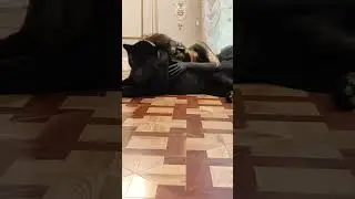 Эксклюзивная фотосессия с пантерой
