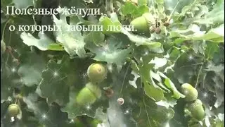 Полезные желуди о которых забыли современные люди.