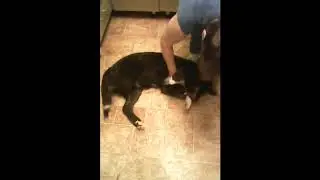Наш щенок по имени Лакки (Lucky)