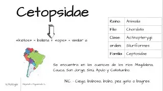 Familia Cetopsidae