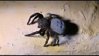Eresus walckenaeri female   by Theo