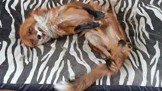 This fox is so excited to see me! ❤️