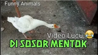 Di SOSOR MENTOK || Kumpulan Video Lucu - Blands Hidayat