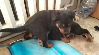 Малховер