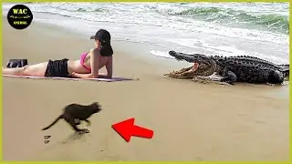 50 Animals That Saved Other Animals - Hero Animals That Saved Human Lives #31 | Best moment of 2024!