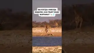как жирафы пьет воду