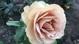 07.10.2024. Какие розы цветут сегодня в Кривом Роге.