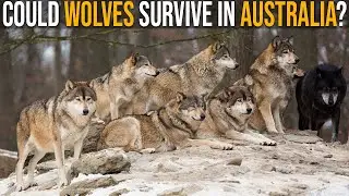 Could Wolves Survive In Australia?