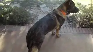 Our male gsd with hip dysplasia, what we notice the most.