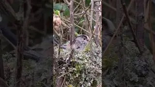 master builder 🎥 by Jack Baddams #birds #nest #birdnest