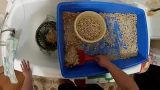 Уборка в клетке морской свинки
