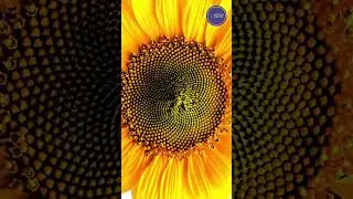 Never ending bloom
