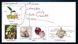 NEET Biology Series | U2C5 | PART 2 | Morphology of flowering Plants | NCERT | मराठी