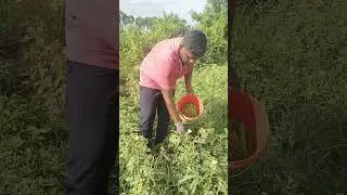 Vivasayam and harvesting | விவசாயம் மற்றும் அறுவடை #shorts #farming