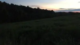 Fireflies