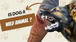 Is Dog A Wild Animal ? Is it true or not ?