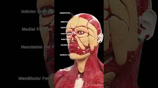 🌟 Discover the Fat Pads of the Face 🌟 