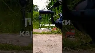 Carp fishing!!! Carp bite 🚂🎣😍