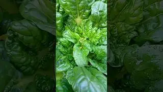 Sawi Pagoda #berkebun #gardening #kebunmini #minigarden #slowliving #minivlog #asmr #harvest #sawi