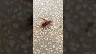 lạc về với em
