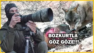 BOZKURTLA GÖZ GÖZE!!! 