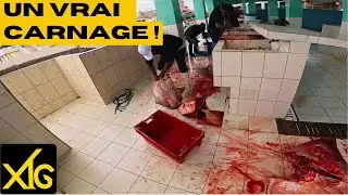 596 The auction in Peru, sensitive souls abstain! #fish #fishermen #blood #dead