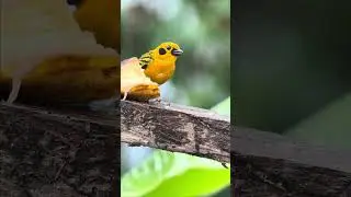 #BananaTime: Golden Tanager feast! Subscribe for more!🔔