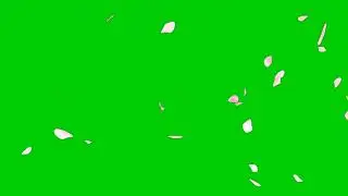 Falling cherry blossom petals || Green screen transition flowers|CHERRY BLOSSOMS GREEN SCREEN EFFECT