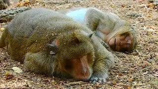 Future king Sweet Pea Vs Sleep with father Filix / Monkey Post