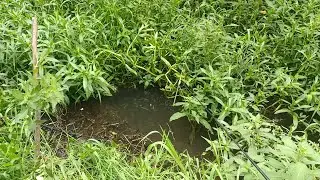 Spot wader yang sangat kecil!!#mancingikan#microfishing#mancingwader