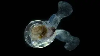 Facts: The Sea Butterfly