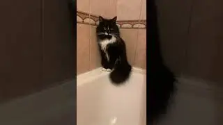 #shorts #котик в ванной #cat #кот