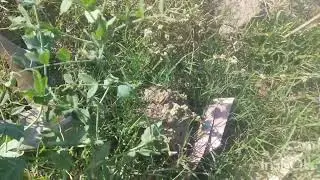 কালো জলে ।।