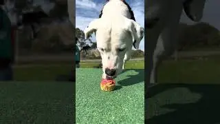 Rescue dogs eat cupcakes for the first time